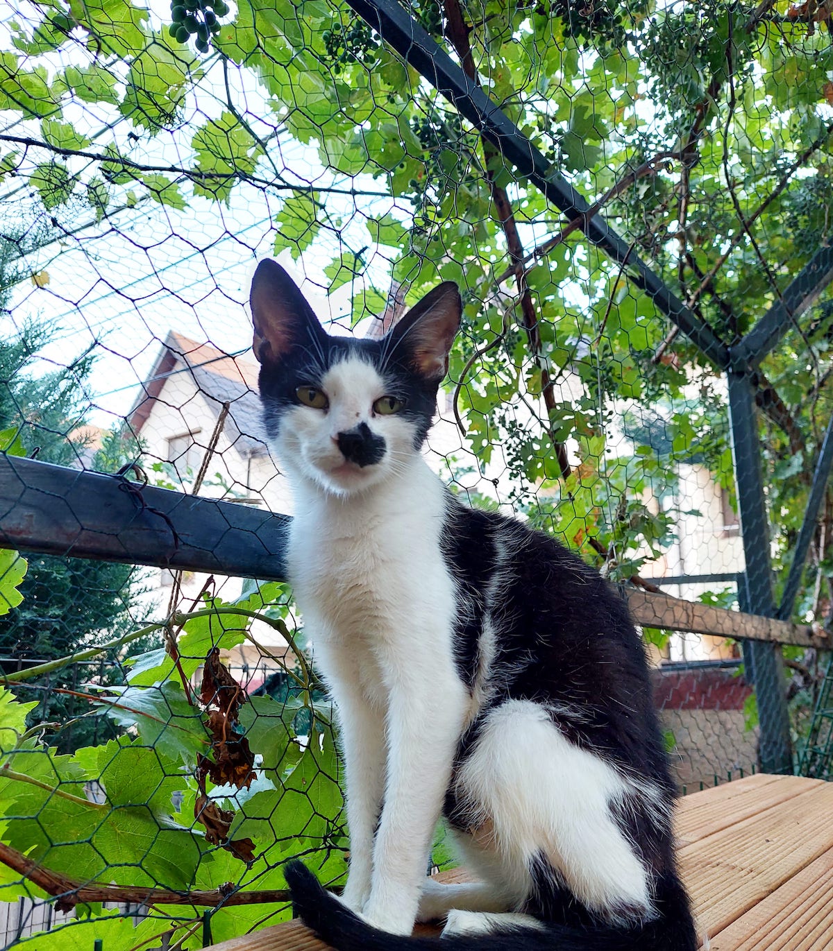Lizuca