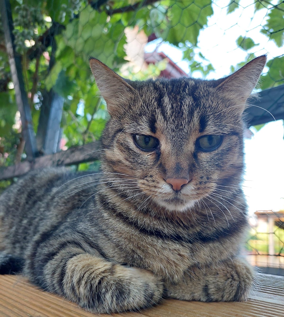 Valentina